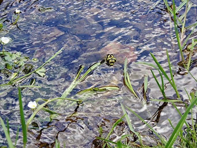 golden-ringed dragonfly